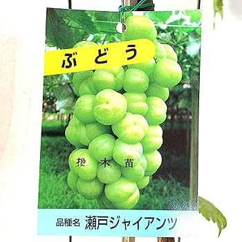 瀬戸ジャイアン　葡萄苗木　ブドウ苗木 約60cm 黄色い葉 ぶどう 苗木 瀬戸ジャイアンツ 接木苗 12cmロングポット苗